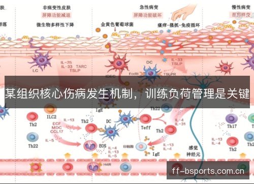某组织核心伤病发生机制,训练负荷管理是关键 某组织核心伤病发生机制,训练负荷管理是关键